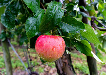 apple water drops nature leaves