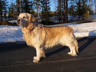 golden retriever in the snow