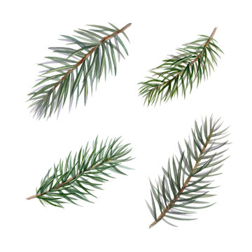 Set of fir branches, watercolor illustration