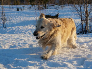 Portrait of a dog, retriever cute dogs on a snow