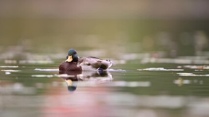 Mallard ducks in the lake