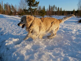 Portrait of a dog, retriever cute dogs