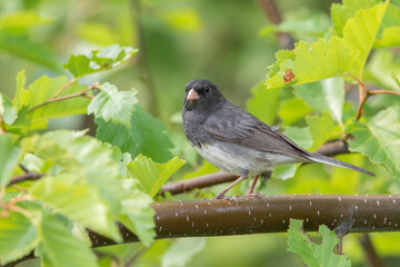 Male Dark-eyed Junco Perched in a tree