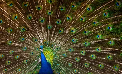 Fotobehang a beautiful peacock with a loose tail flaunts in front of the female close up  © Serhii