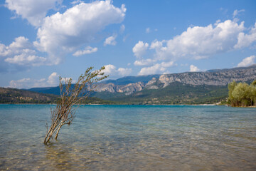 A shrub in the middle of Lake Sainte-Croix in Europe, France, Provence Alpes Cote dAzur, Var, in summer, on a sunny day.