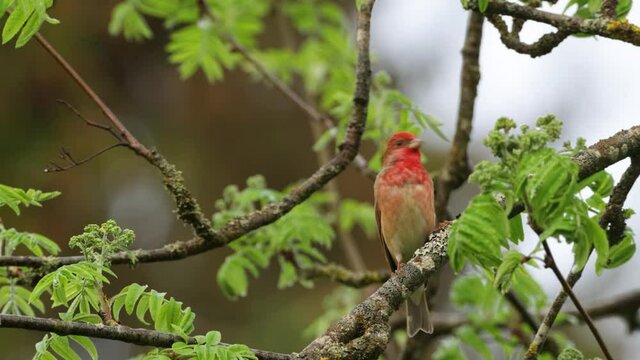 Male Common rosefinch, Carpodacus erythrinus singing in the middle of Bird cherry blossoms.	