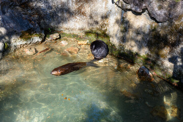 動物園で泳ぐビーバー