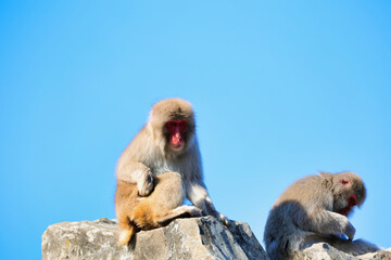 動物園のニホンザル
