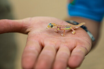 Close up of cute sand gecko in the palm of a hand - obrazy, fototapety, plakaty