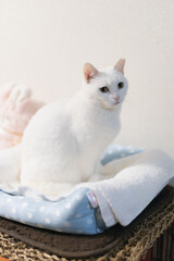 white cat