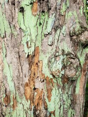 bark of a tree