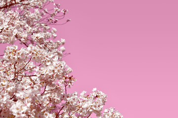 満開の桜とピンクの背景