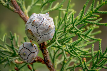 Mediterranean cypress seed close up fresnes 