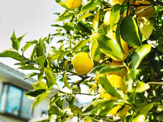 冬の道端に咲く花たち