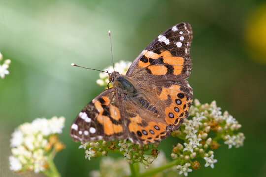 Butterfly - Painted Lady (Vanessa kershawi)