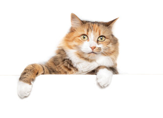 Isolated fluffy cat hanging or dangling over a white table while looking at camera. Cute long hair...