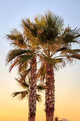 Fototapeta na wymiar Palms at sunset
