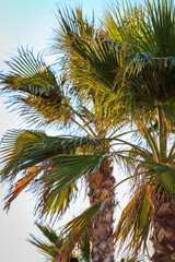 Fototapeta premium Palms at sunset