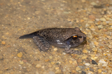 Metamorph Tadpole of an Australian Barred Frog
