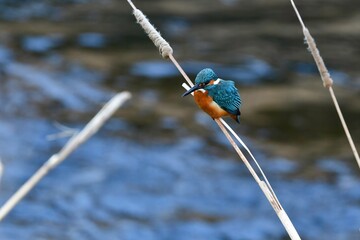 身近な公園の川や池で見られるエメラルドグリーンの光り輝く羽が美しい野鳥カワセミ