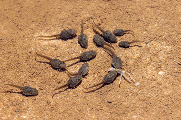 Australian Tadpoles feeding on dead frog in pool of water