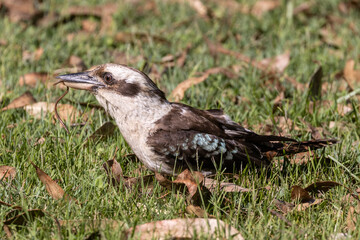 Laughing Kookaburra feeding on earth worm