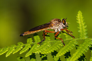 Robber or Assassin Fly perched on fern frond