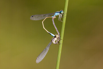 Mating Australian Common Blue Damselflies