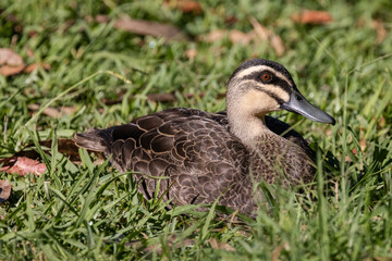 Australian Pacific Black Duck resting in grass