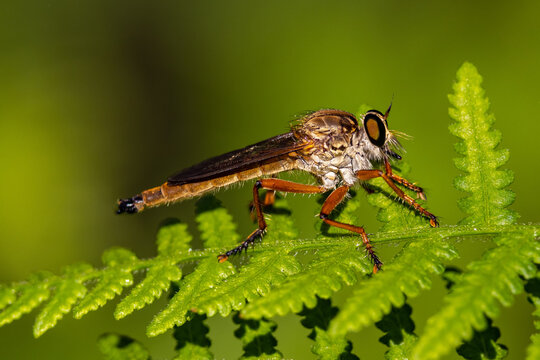 Robber or Assassin Fly perched on fern frond