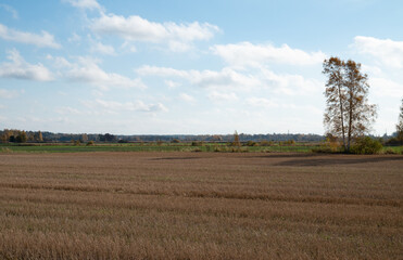 Fototapeta na wymiar landscape with a field of hay
