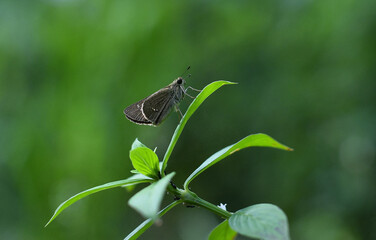 Brown little butterfly on a green branch 