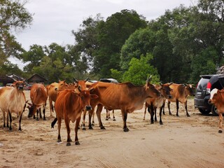 A herd of cows at car parking area near a beach.