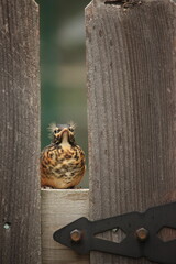 Obraz premium Juvenile Robin on a Fence
