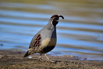 Quail Male
