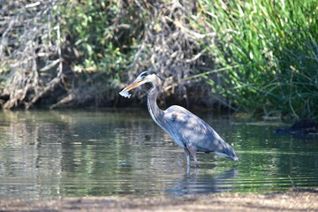 great blue heron