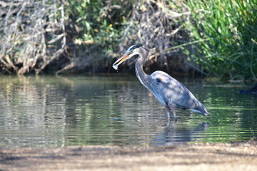 great blue heron