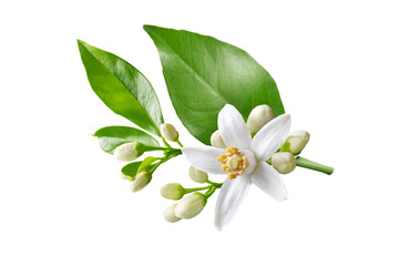 Orange tree white flowers isolated on white