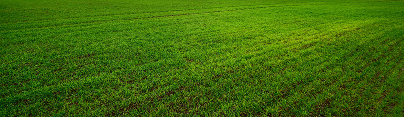 Green plowed agricultural field after a spring flood. Natural texture. Panoramic image, graphic...