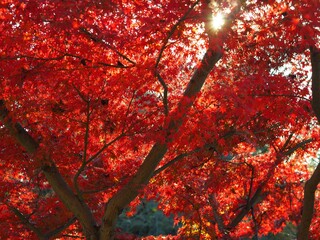秋の公園の紅葉