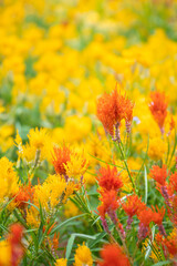 beautiful safflower in flower field