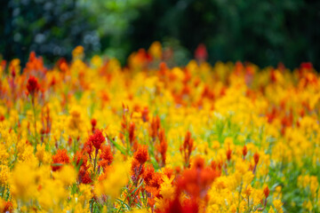 beautiful safflower in flower field - obrazy, fototapety, plakaty