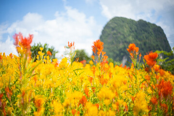 beautiful safflower in flower field