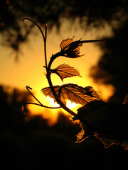 silhouette of leaves in vineyard in the sunset