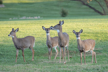 Herd of White-tailed deer (Odocoileus virginianus) grazing in park. 