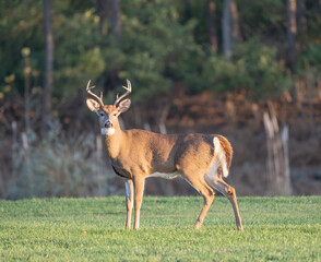 White-Tailed Deer (Odocoileus virginianus) looking at camera
