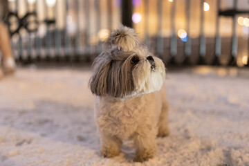Cute little fluffy white dog on snowy sidewalk outdoors, maltese puppy or shih tzu standing on...