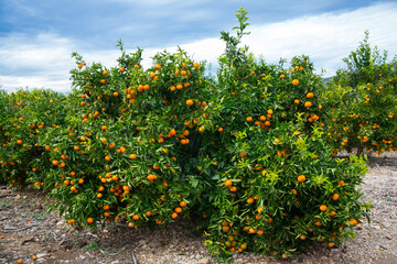 Fototapeta na wymiar Ripe juicy orange mandarins on trees in orchard