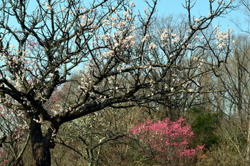 Plum blossoms bloom in a sunny park, signaling the beginning of spring
