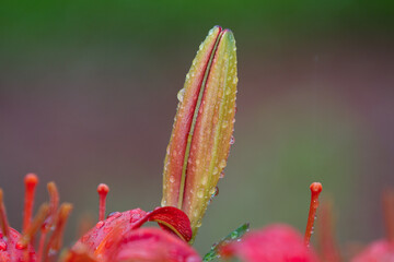 flower with dew drops